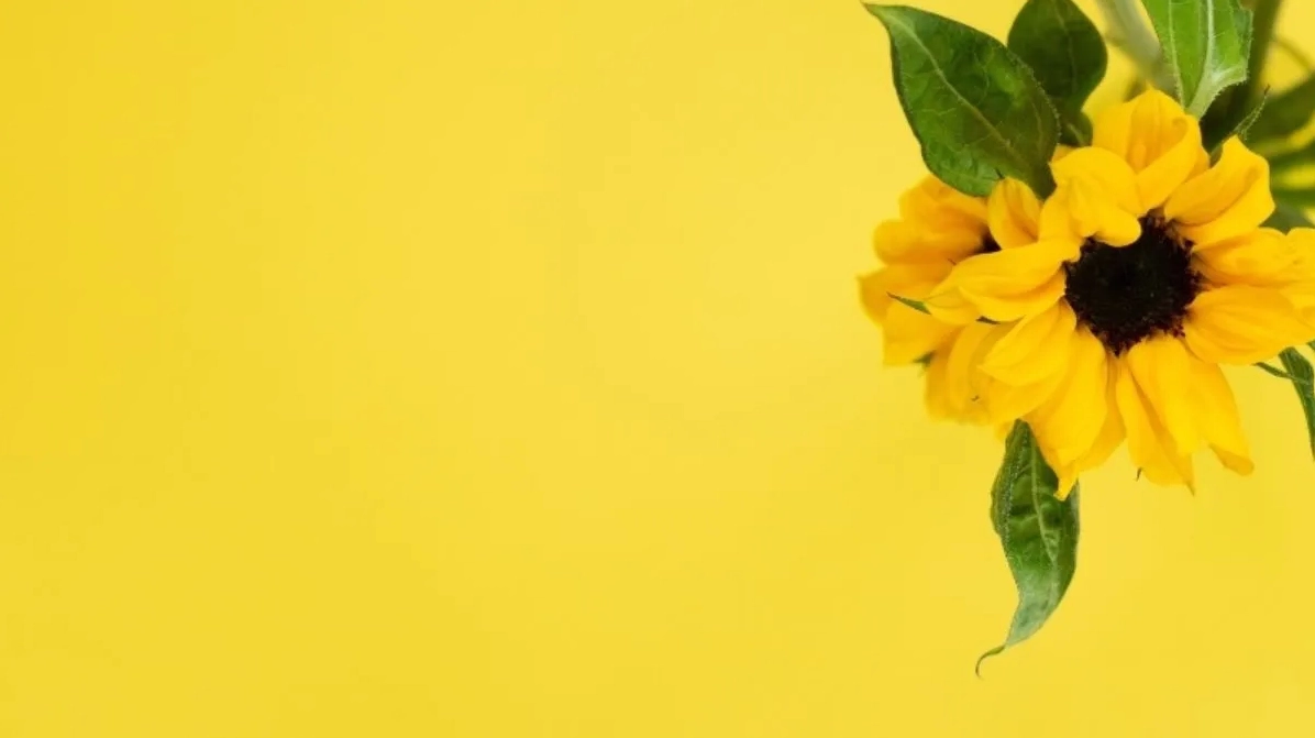 Mẫu Powerpoint hình nền hoa đẹp và miễn phí