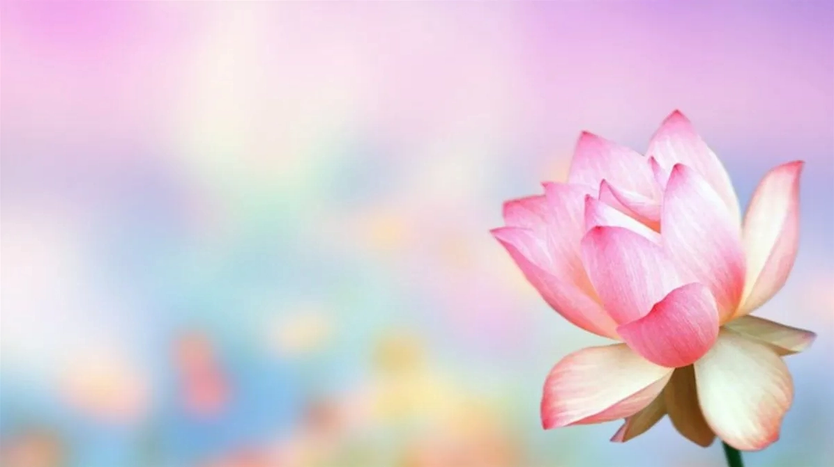 Mẫu Powerpoint hình nền hoa đẹp và miễn phí