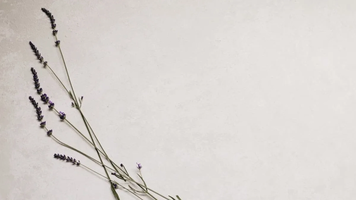 Mẫu Powerpoint hình nền hoa đẹp và miễn phí