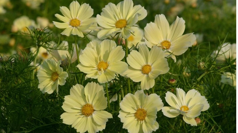 Màu vàng ấm áp êm dịu của bông hoa sao nhái thu hút ánh nhìn