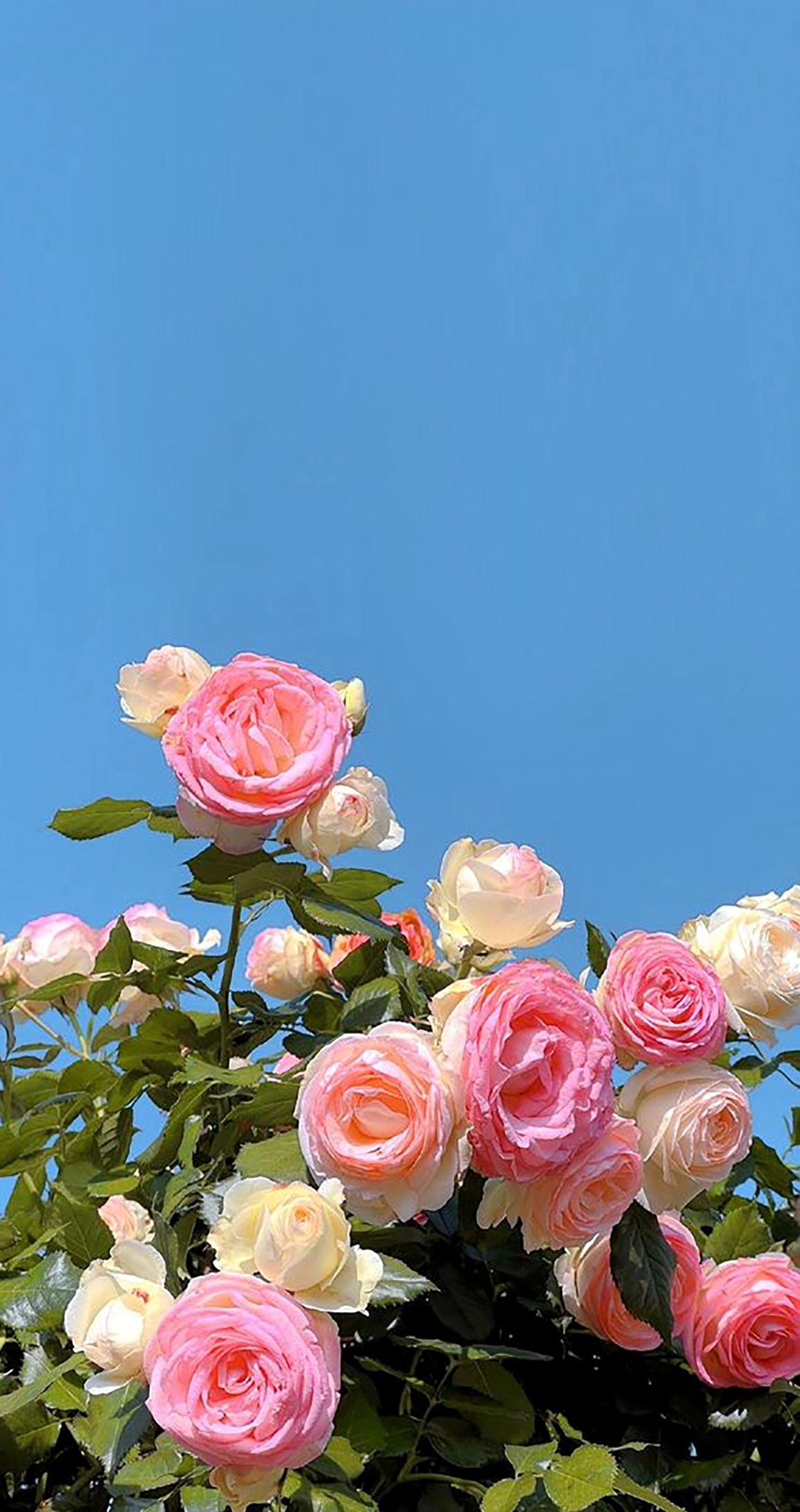 Một bức hình nền bó hoa tuyệt sắc