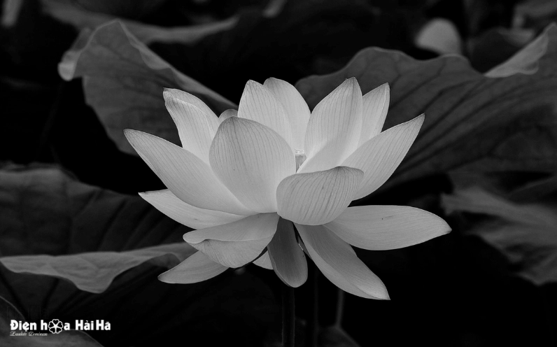 Một đóa sen trắng đám tang tấm lòng thành kính