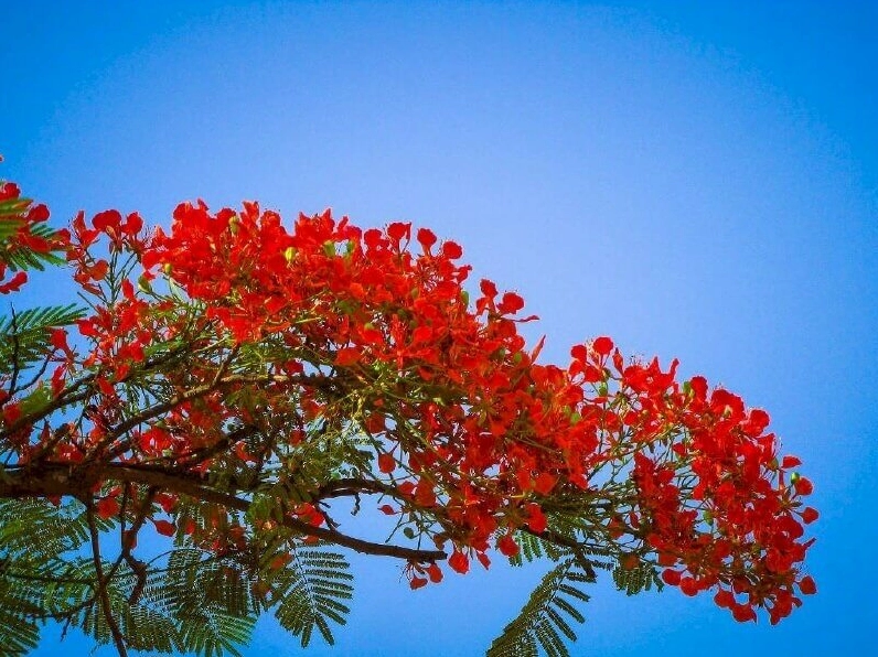 Một góc phố ngập tràn hoa phượng đỏ