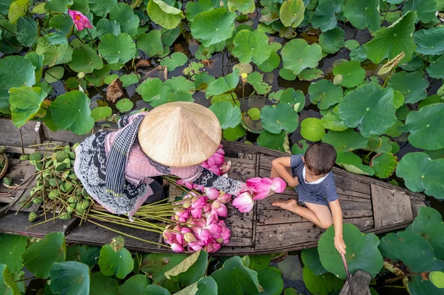 Một thoáng bình yên giữa cánh đồng hoa sen ngập nước miền Tây