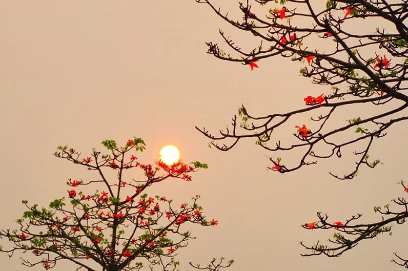 Mùa hoa gạo khoe sắc rực rỡ trên cánh đồng