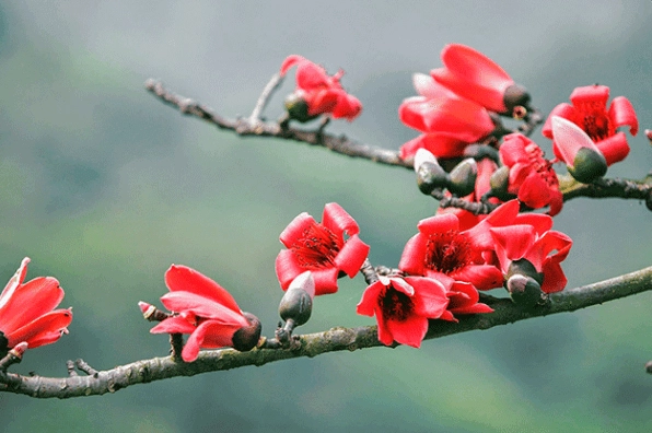 Mùa hoa gạo nở rộ trên những cánh đồng quê