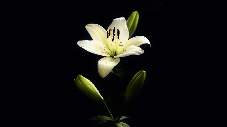 Nâng tầm thiết kế với background hoa ly đẹp rực rỡ tinh tế