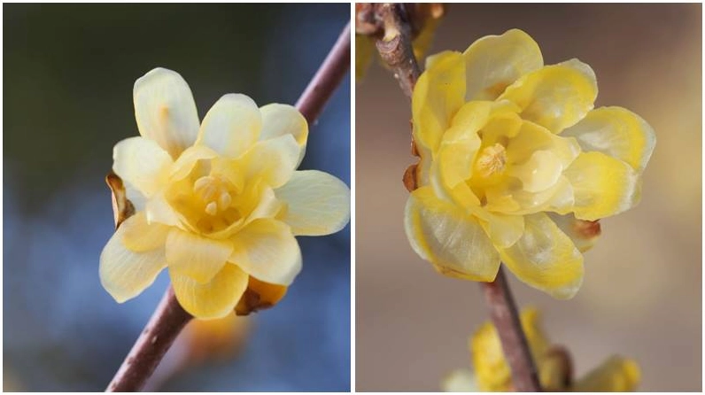 Nét đặc sắc từ hoa mai tầng tầng lớp lớp