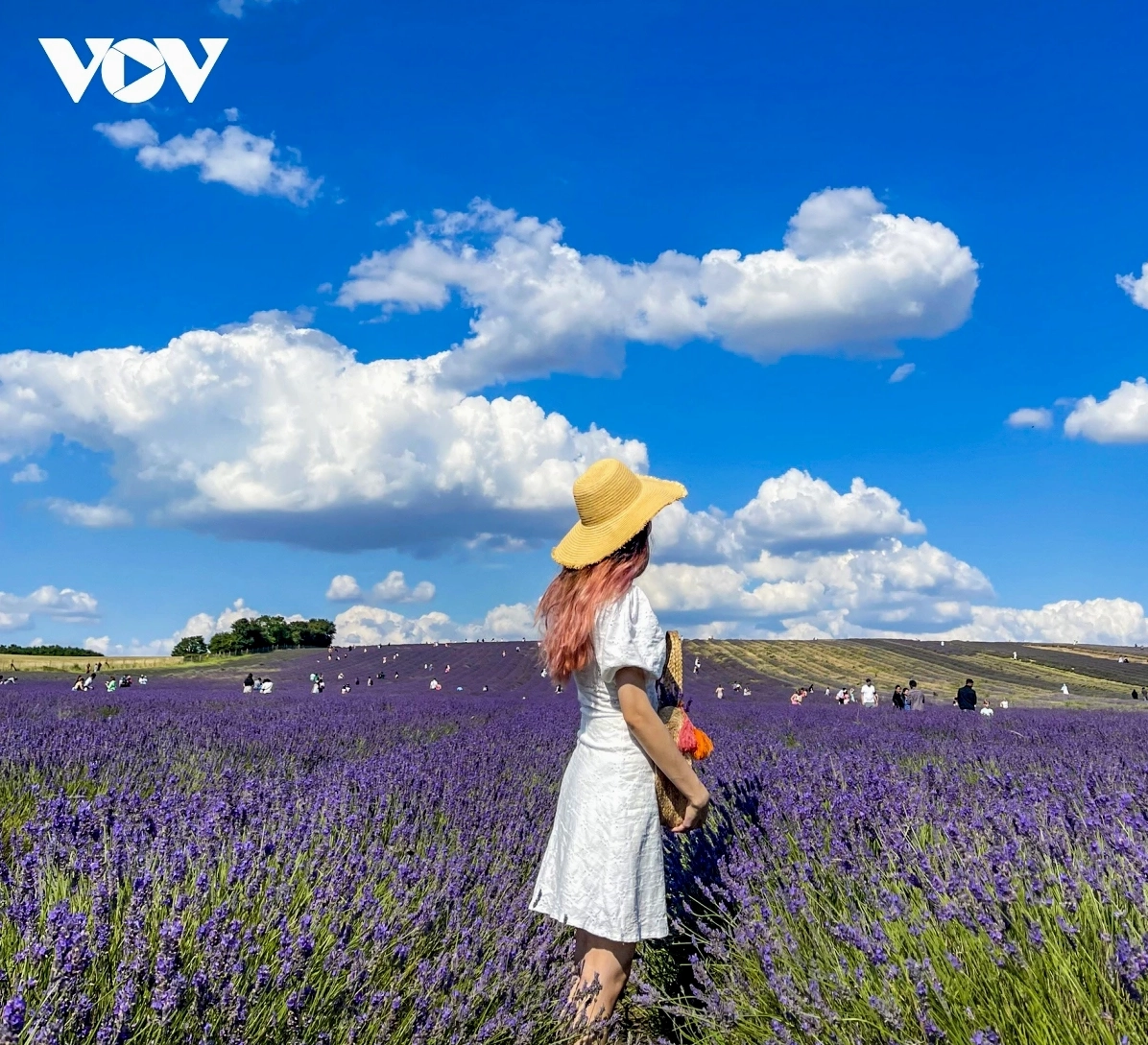 Ngắm nhìn hoa lavender tuyệt đẹp trên màn hình điện thoại