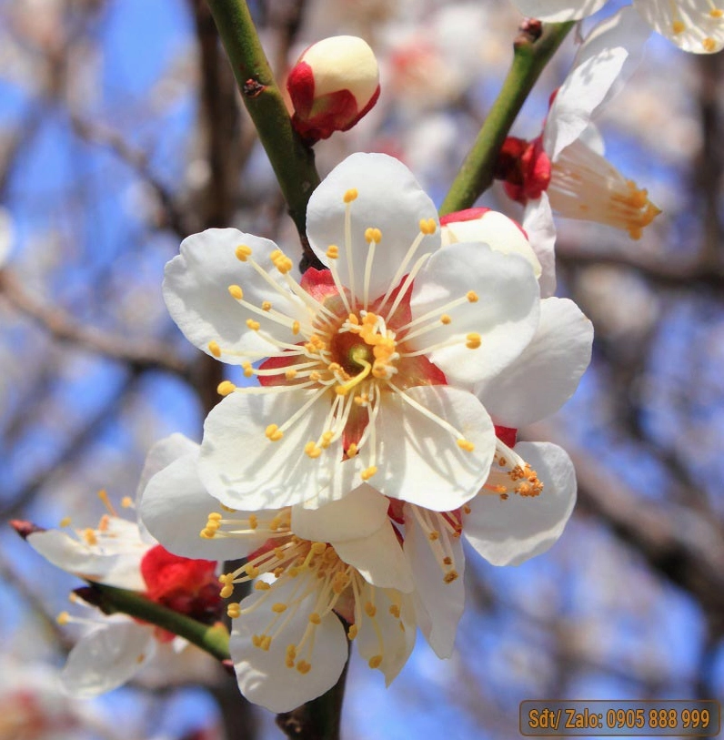 ngắm nhìn những chậu mai vàng đẹp nhất