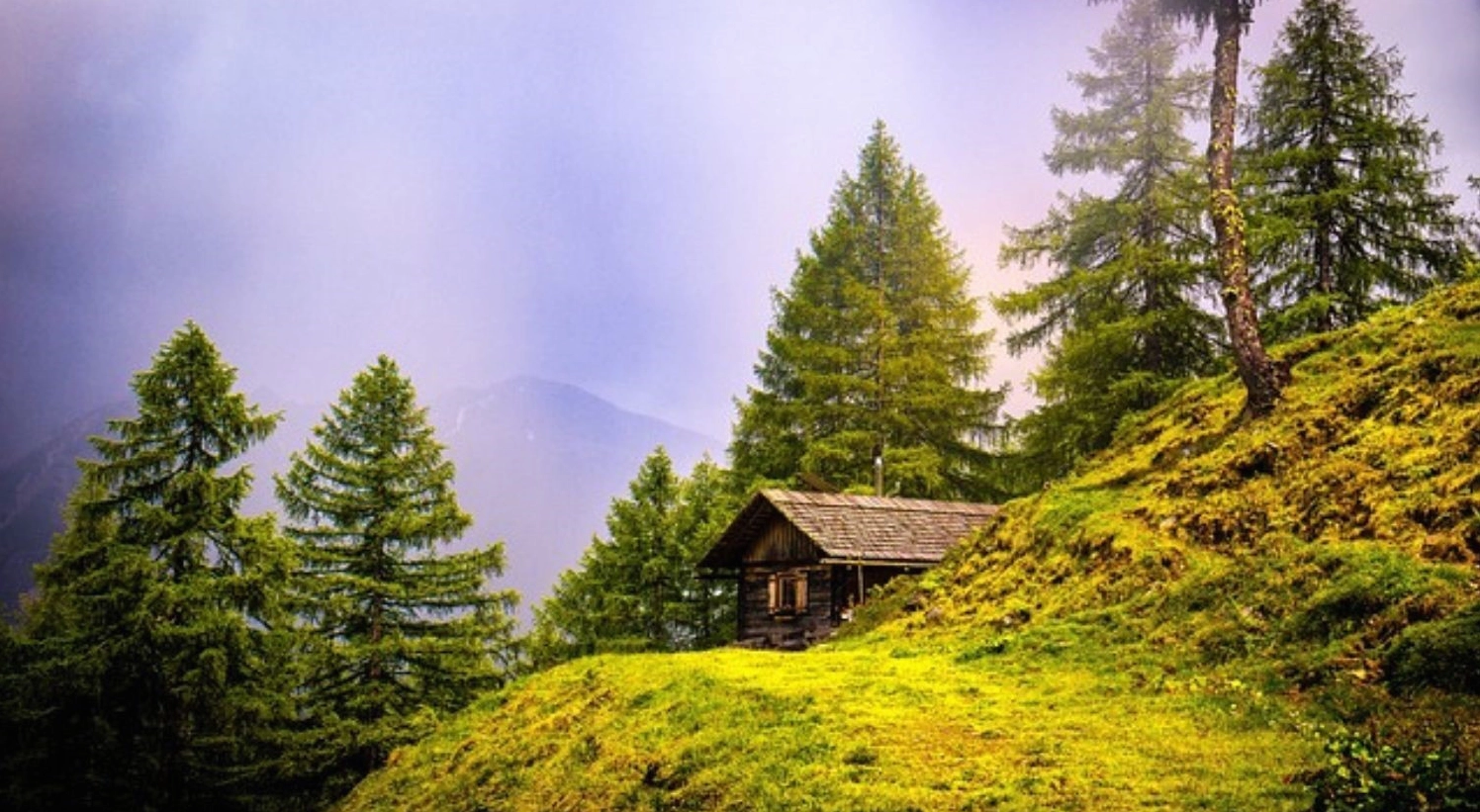 Ngôi nhà nhỏ lấp ló sau hàng cây xanh mướt trong rừng