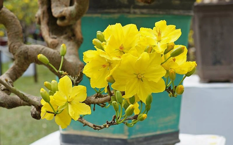 Nguồn gốc đặc điểm cây hoa mai vàng rực rỡ