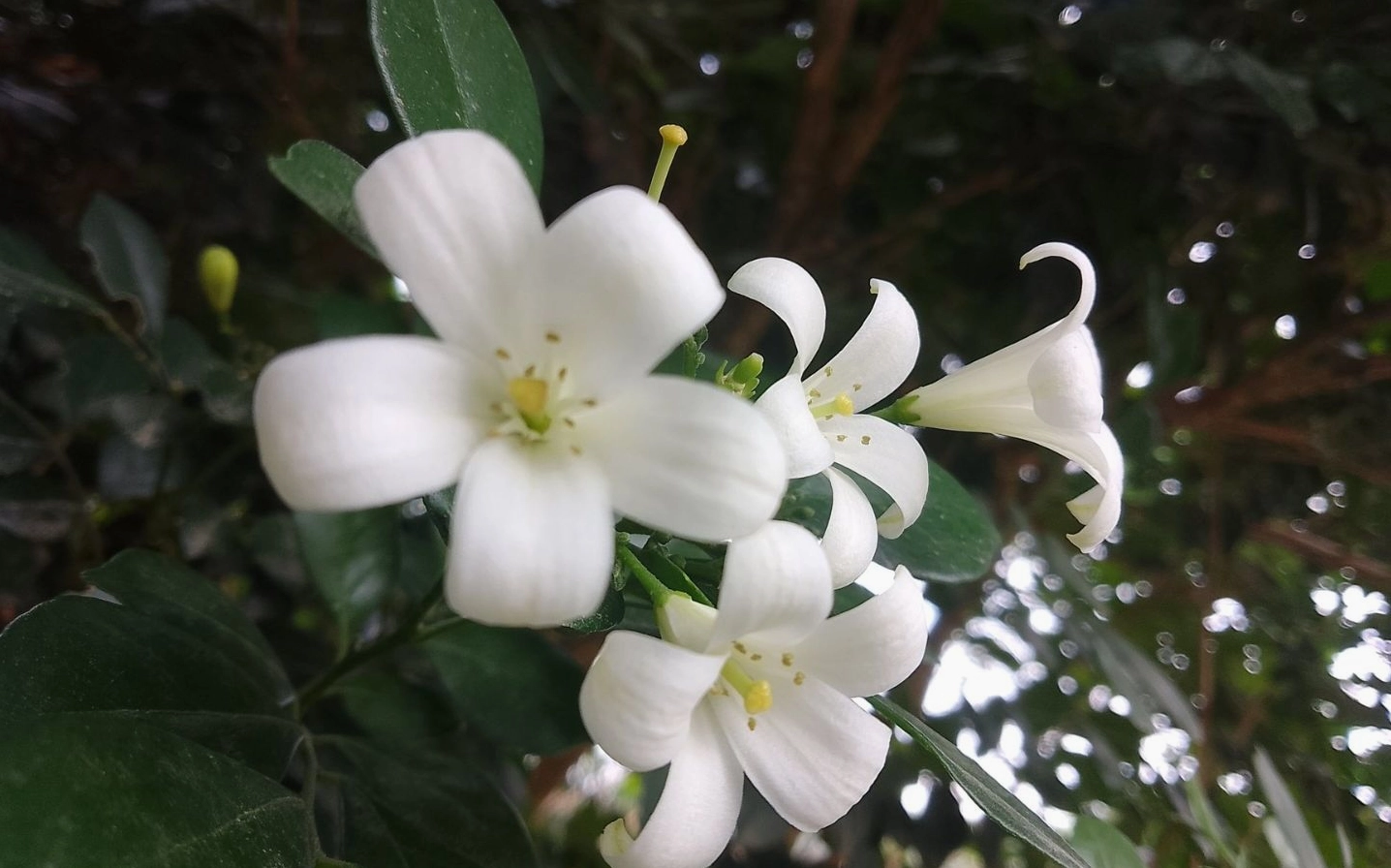 Nguyệt quế dưới bóng râm mát