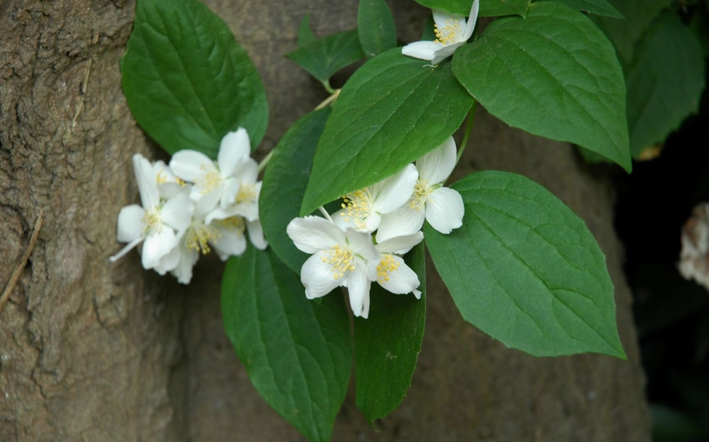 Nhài trắng bung nở lá xanh