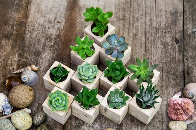 Nhiều chậu sen đá nghệ thuật