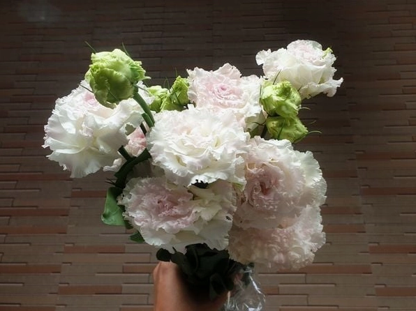 Những cành hoa cát tường xoăn nở bung chưng nhà đẹp