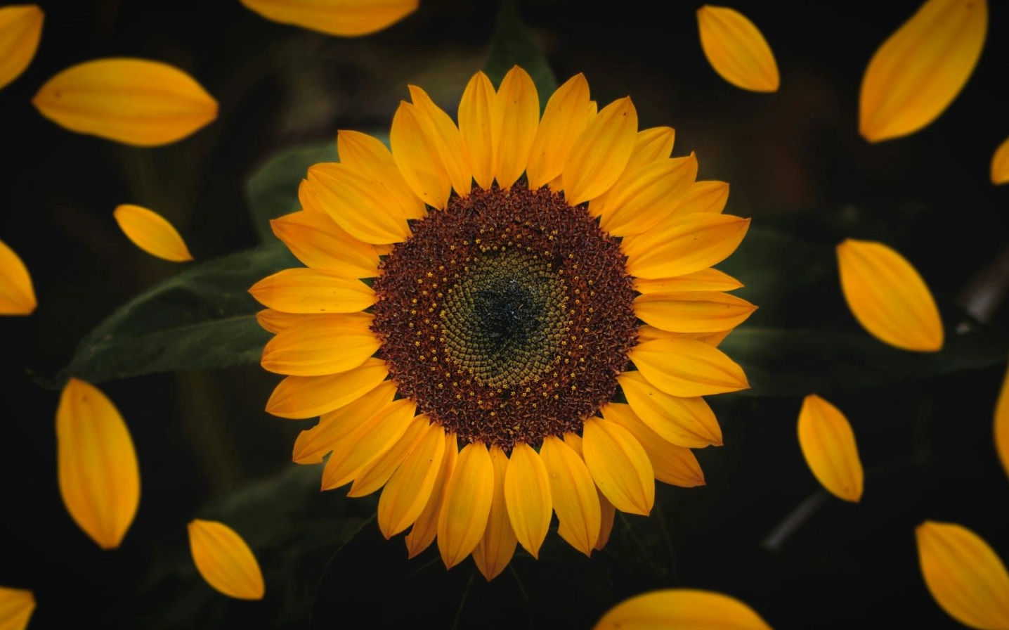 Những cánh hoa hướng dương mỏng manh rơi lả tả theo cơn gió nhẹ