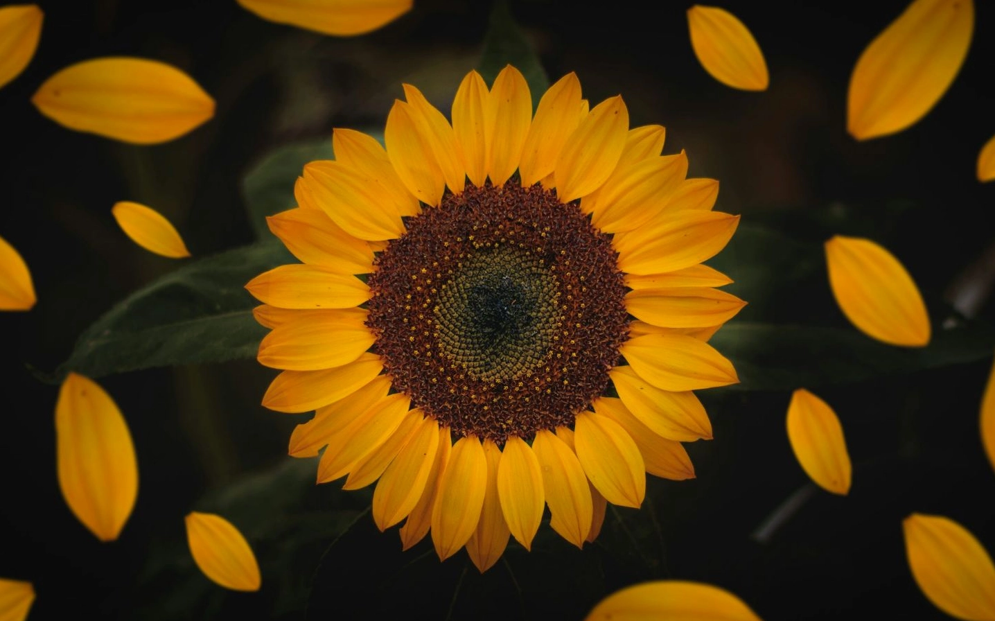 Những cánh hoa hướng dương vàng óng rơi lả tả trong gió