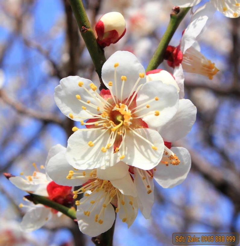 những chậu mai vàng đẹp nhất