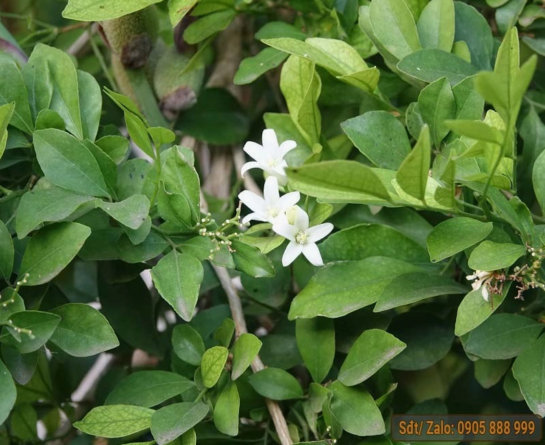 Những chậu mai vàng đẹp nhất trưng bày đón khách