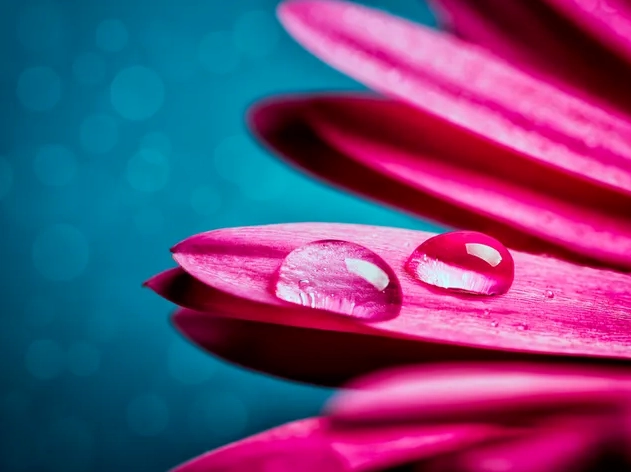 Những giọt nước trong vắt đọng trên cánh hoa đồng tiền