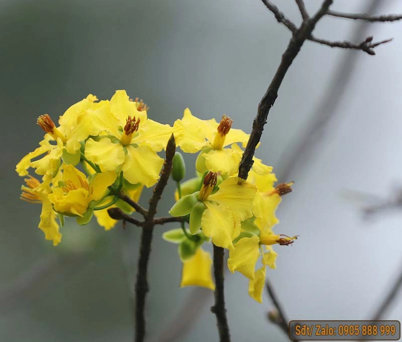 những hình ảnh hoa mai vàng đẹp nhất đón tết