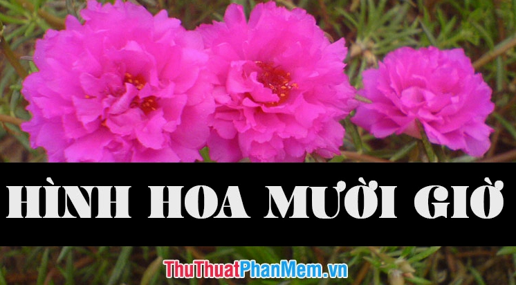 Những hình ảnh hoa mười giờ đẹp nhất