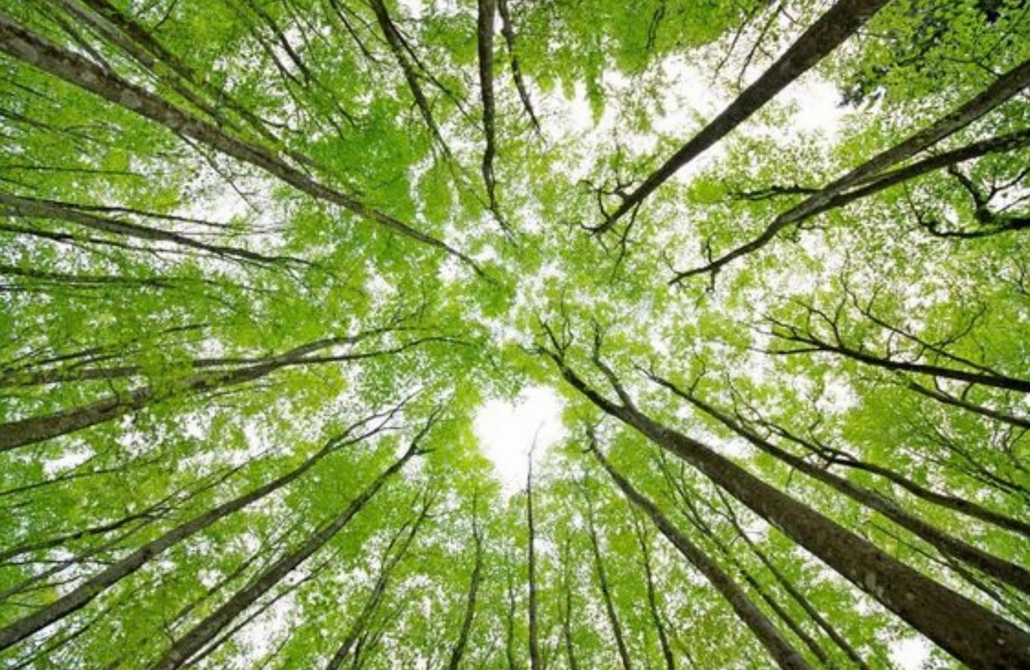 Những tán cây chụm lại tạo thành hình trái tim rất dễ thương trên nền trời