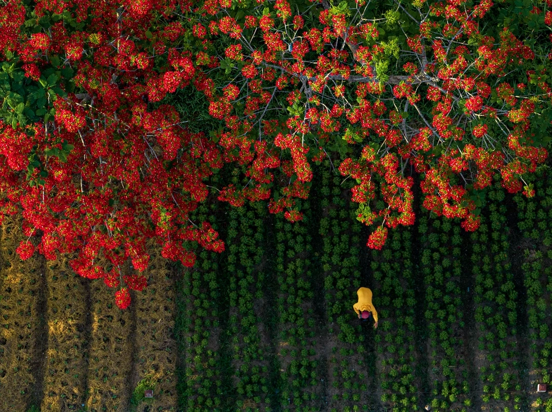 Những tán phượng vươn rộng đón nắng ấm