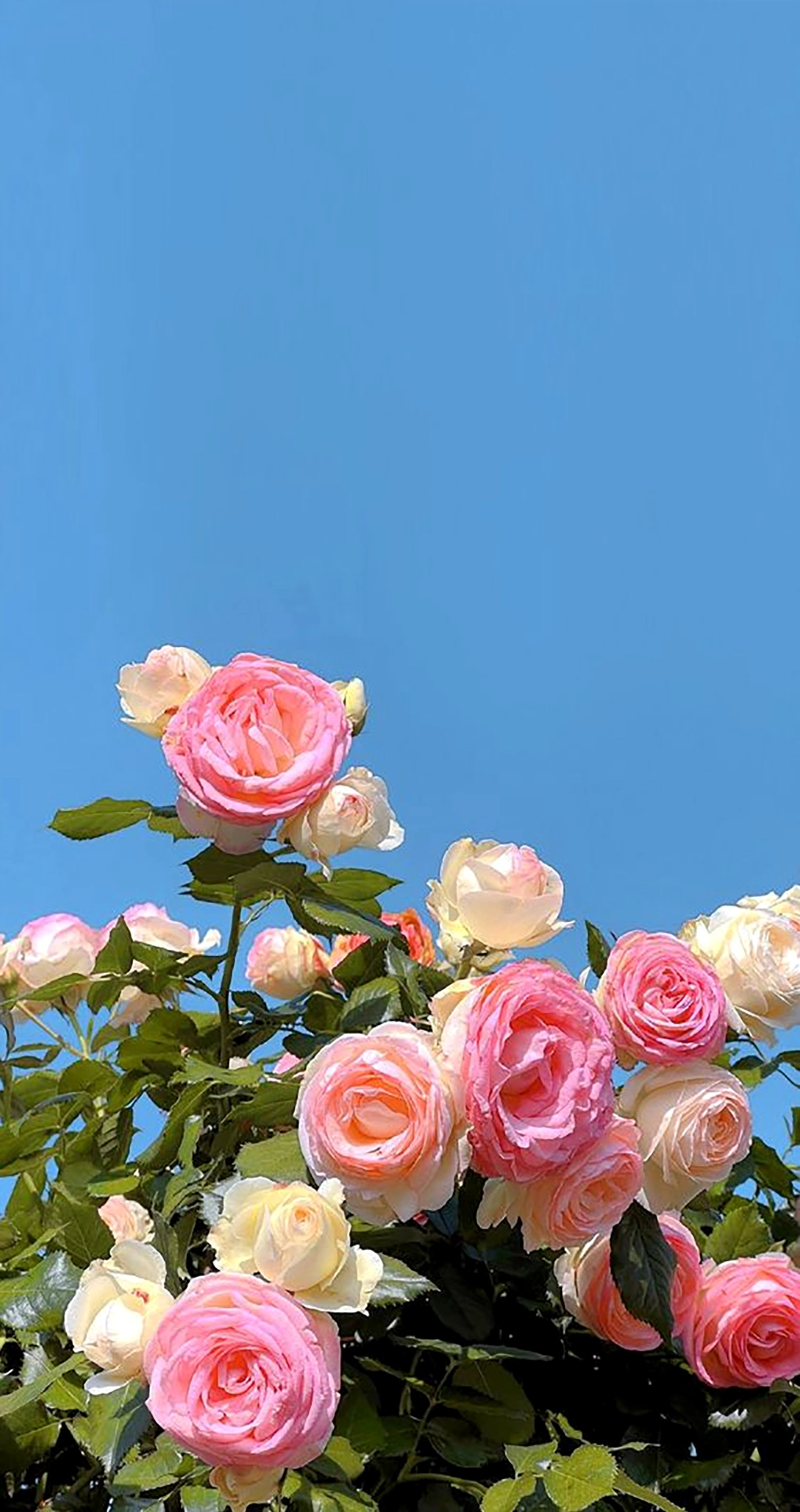 Sắc hoa mẫu đơn rạng rỡ đón nắng