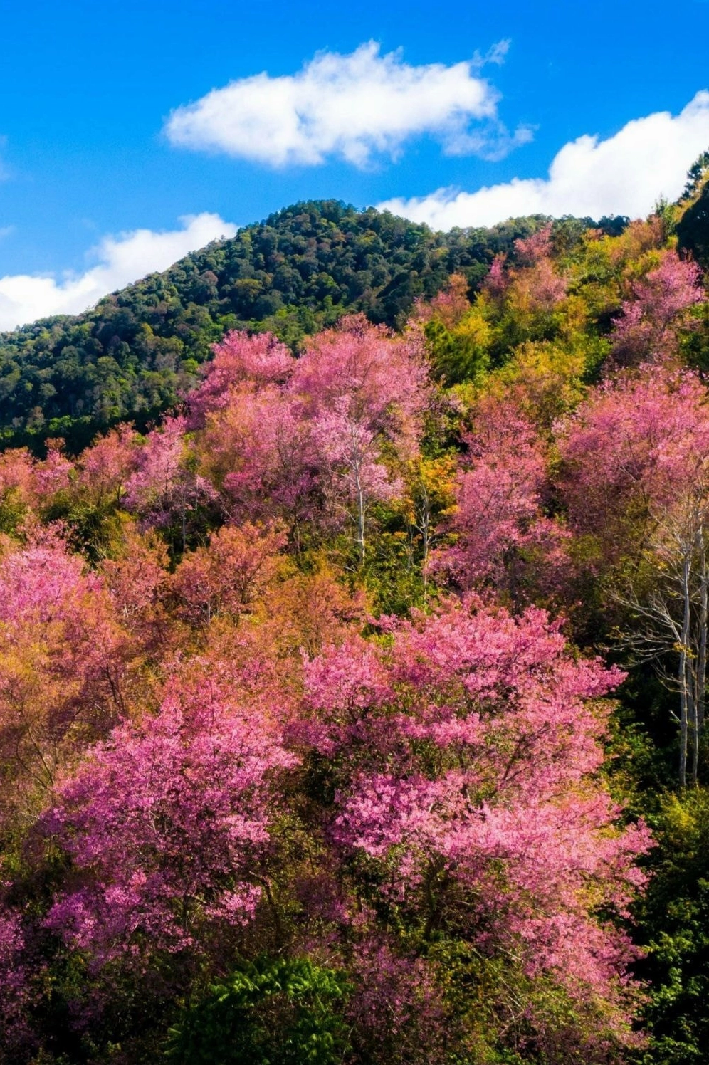 Sắc hồng dịu dàng trên nền núi xanh thẳm