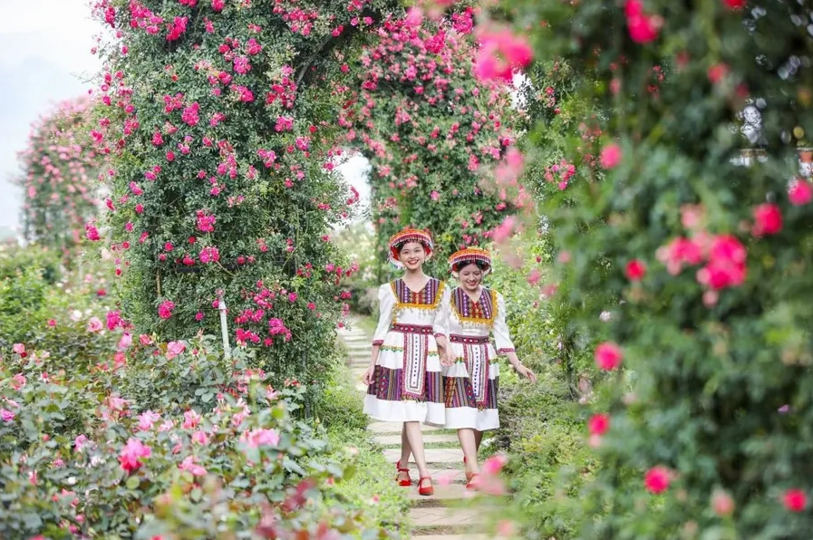 Sắc hồng rực rỡ giữa thung lũng hoa hồng trên đỉnh Fansipan | Cánh đồng hoa