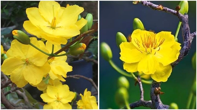 Sắc mai 12 cánh bung nở tô điểm mùa xuân thêm đẹp