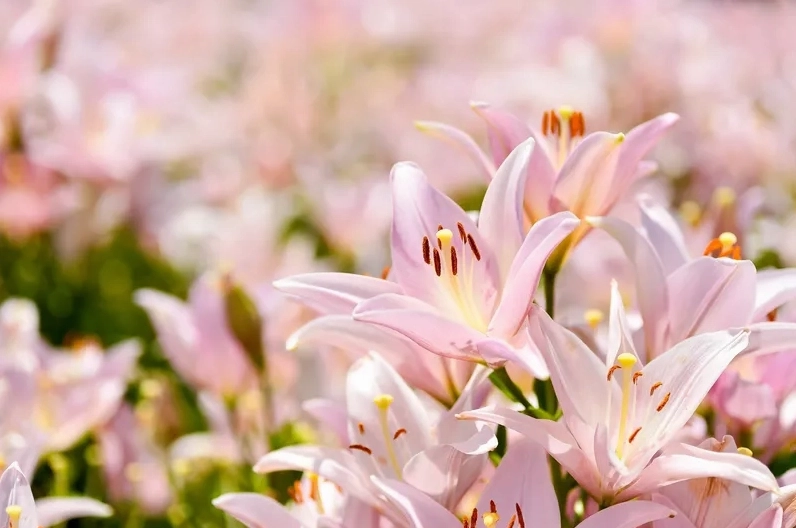 Sắc màu dịu nhẹ đầy thơ mộng từ background hoa ly pastel