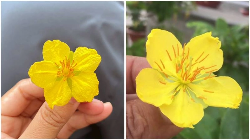 Sắc vàng hoa mai 5 cánh mang đến may mắn đầu năm mới