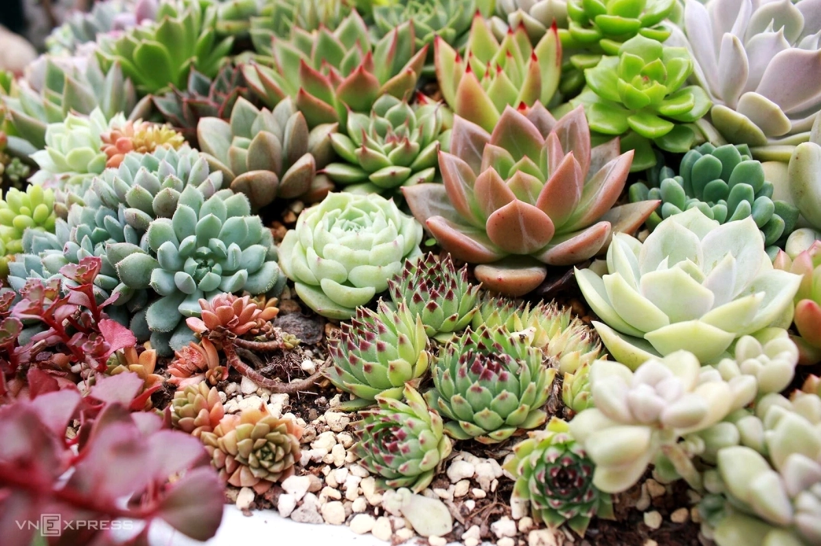 Sen đá Đà Lạt xinh đẹp