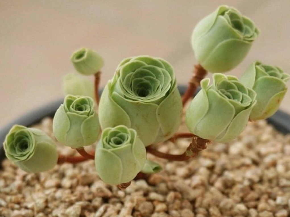 Sen đá hoa hồng xanh tuyệt đẹp