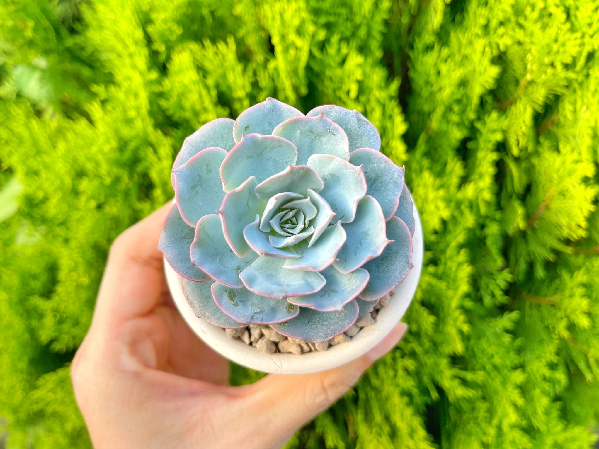 Sen đá hồng phấn nở rộ