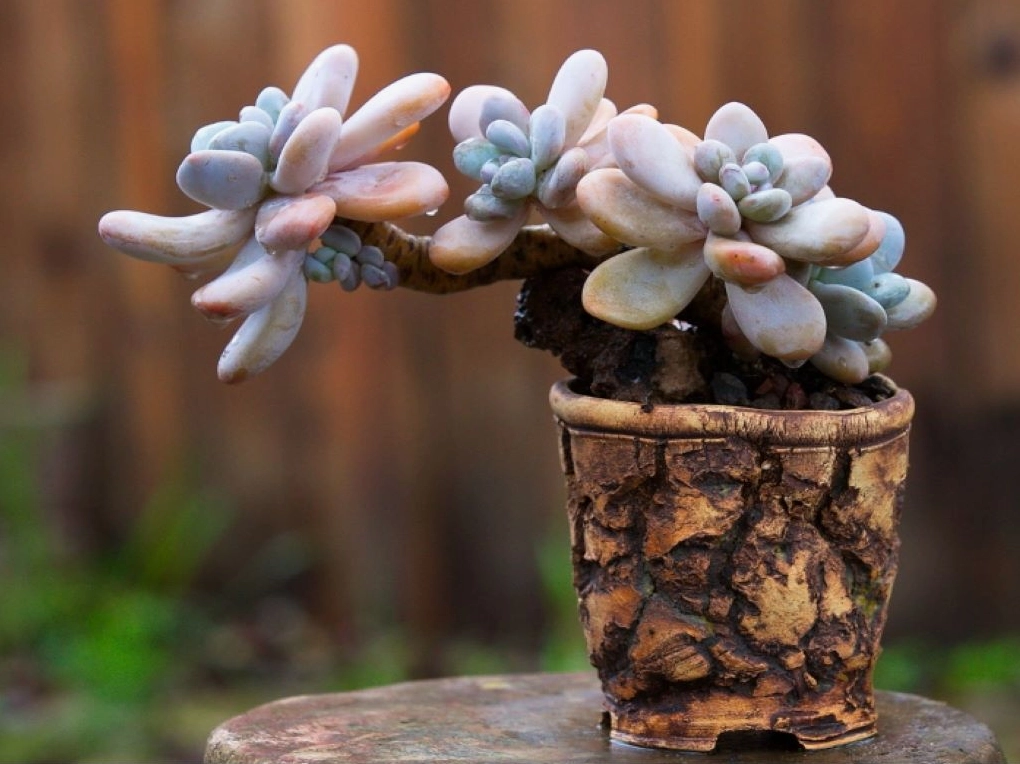 Sen đá sỏi hồng độc đáo