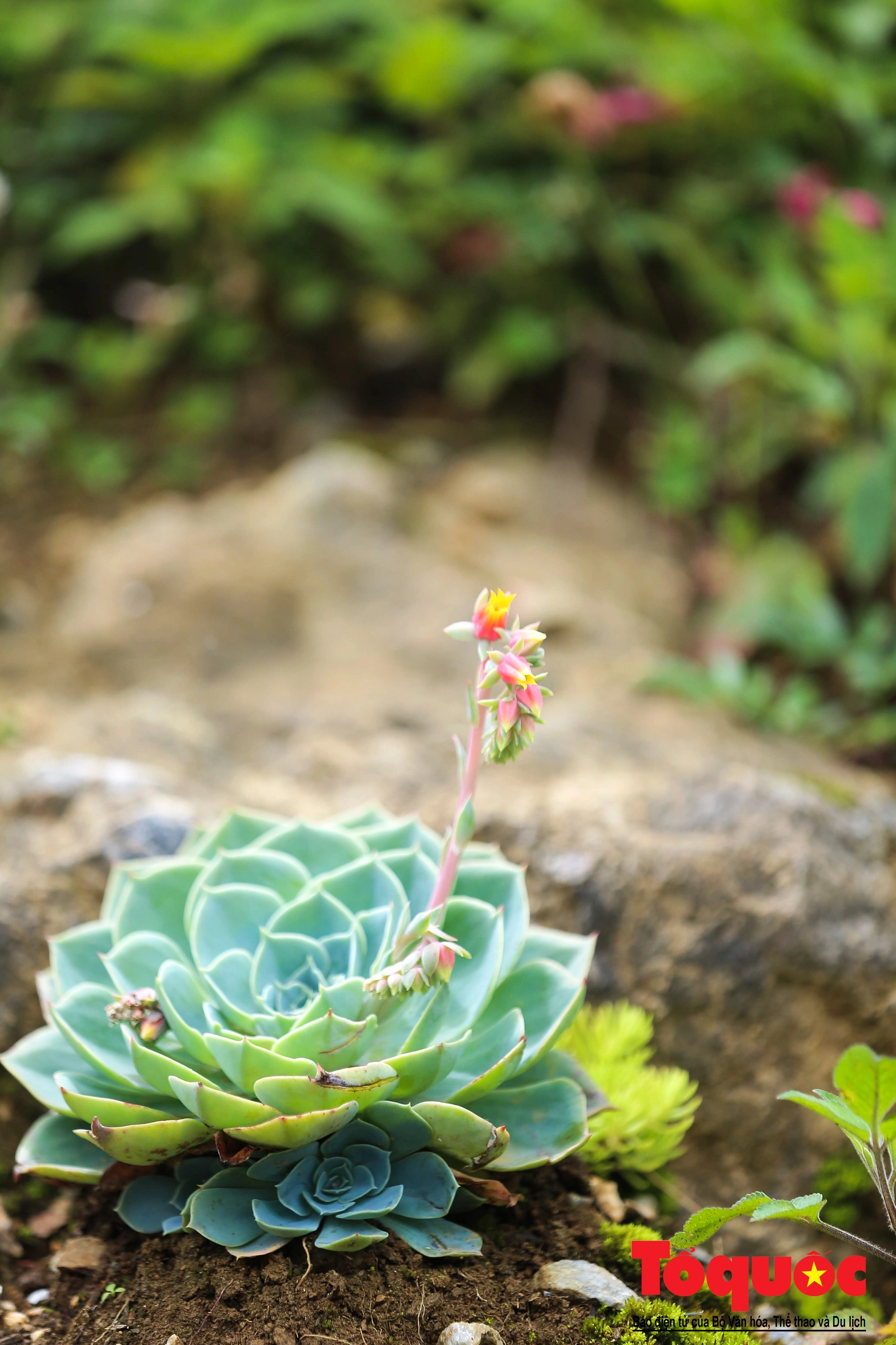 Sen đá trang trí trên đỉnh Fansipan