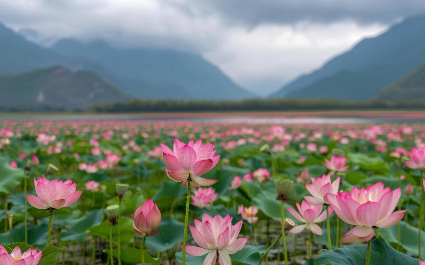 Sen hồng bao la núi non hùng vĩ