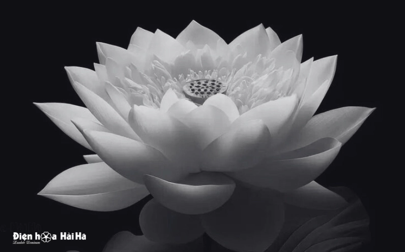 Sen trắng đám tang nhẹ nhàng tiễn người về cõi vĩnh hằng