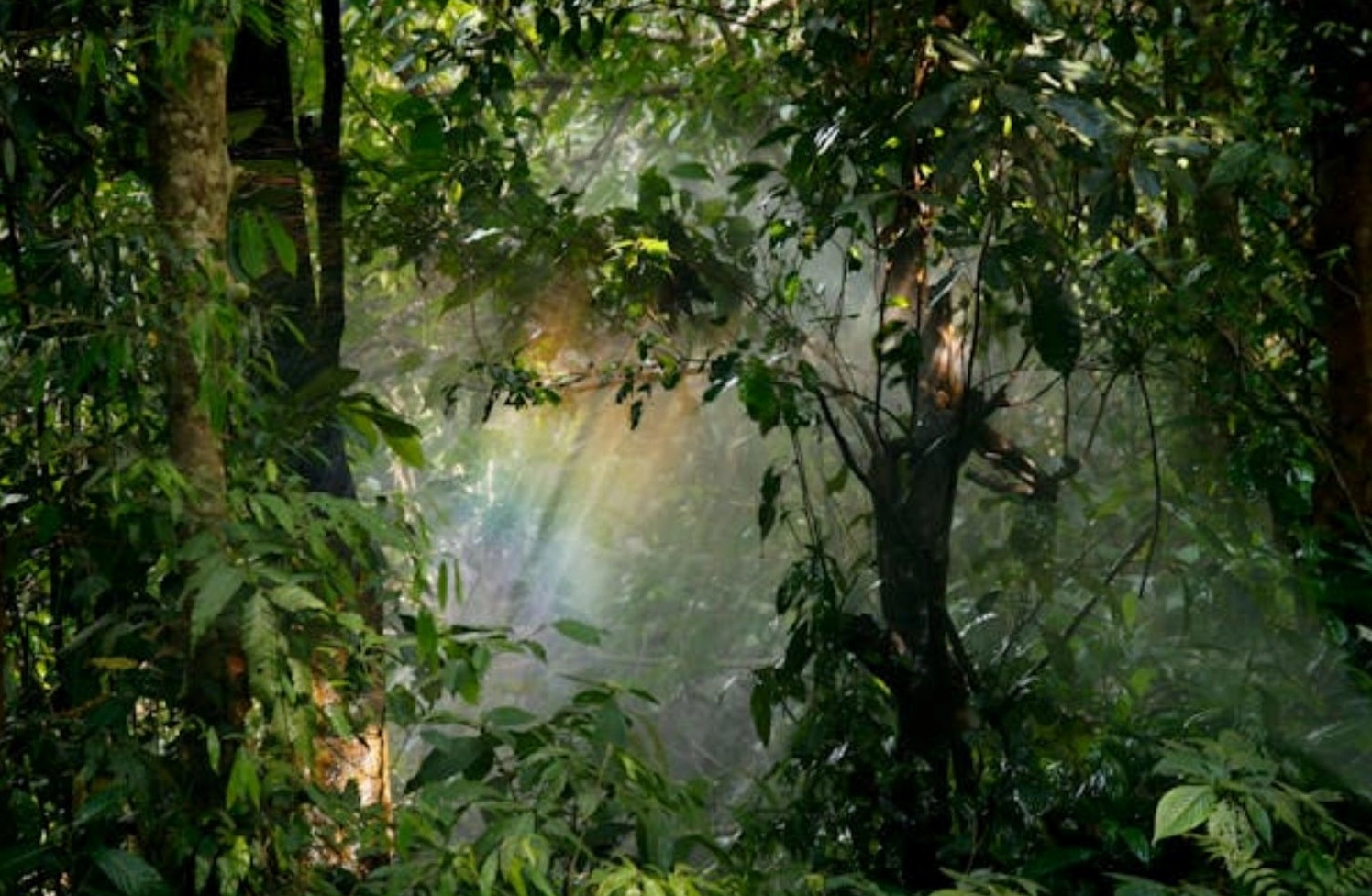 Sự bí ẩn trong những khu rừng rậm rạp nhiều cây cối