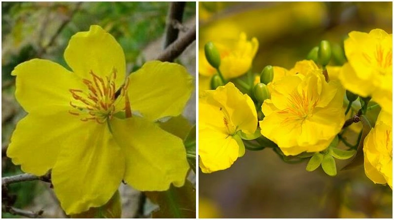 Sự chuyển mình từ mai 5 cánh sang 9 cánh đẹp như ý