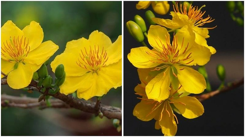 Sự đơn giản thanh tao trong từng cánh mai vàng