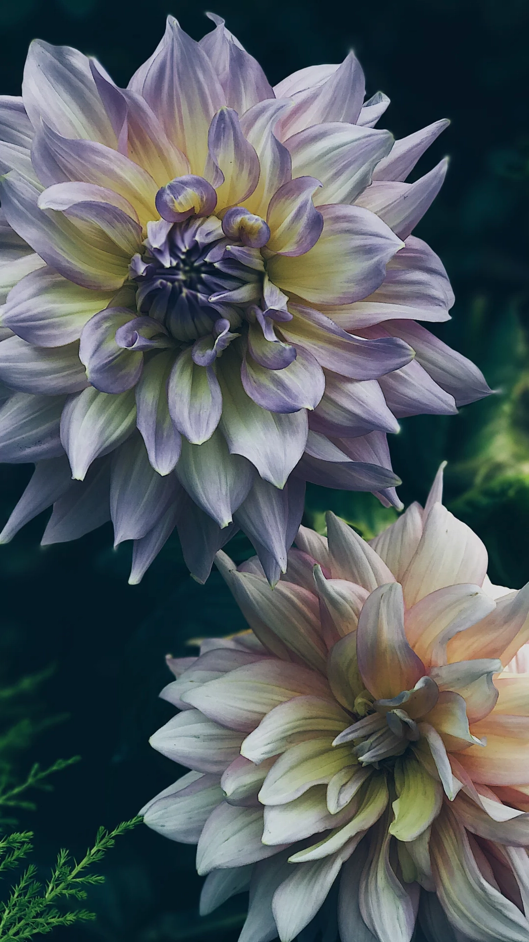 Sự kết hợp màu sắc hoàn hảo trên cánh hoa thược dược