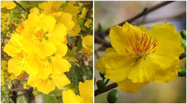 Sự rực rỡ của hoa mai 12 cánh làm sáng bừng không gian