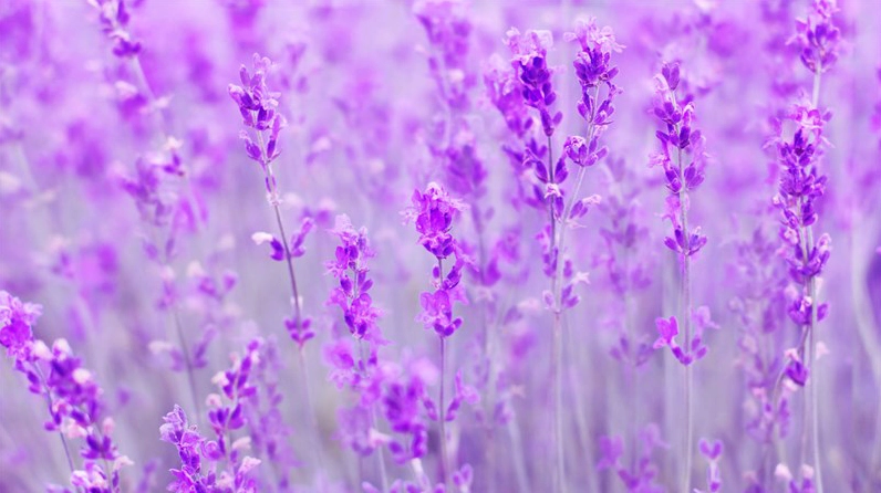 Sự thanh thoát dịu dàng ẩn chứa trong từng cánh hoa oải hương nhỏ