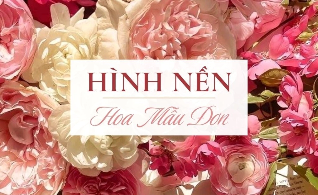 Tải 500+ hình nền hoa mẫu đơn đẹp Full HD miễn phí