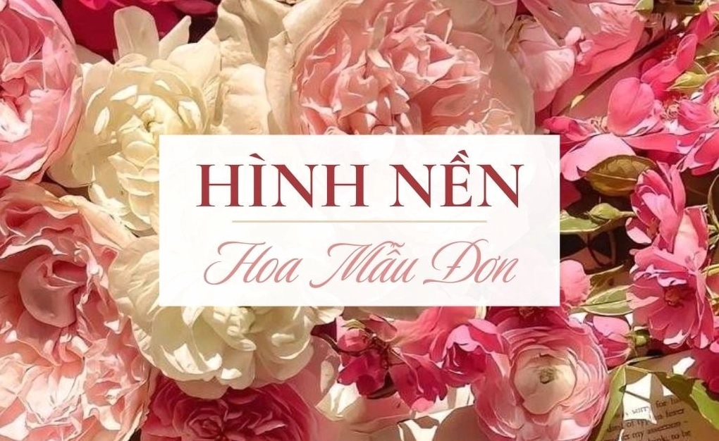Tải 500+ hình nền hoa mẫu đơn đẹp Full HD miễn phí